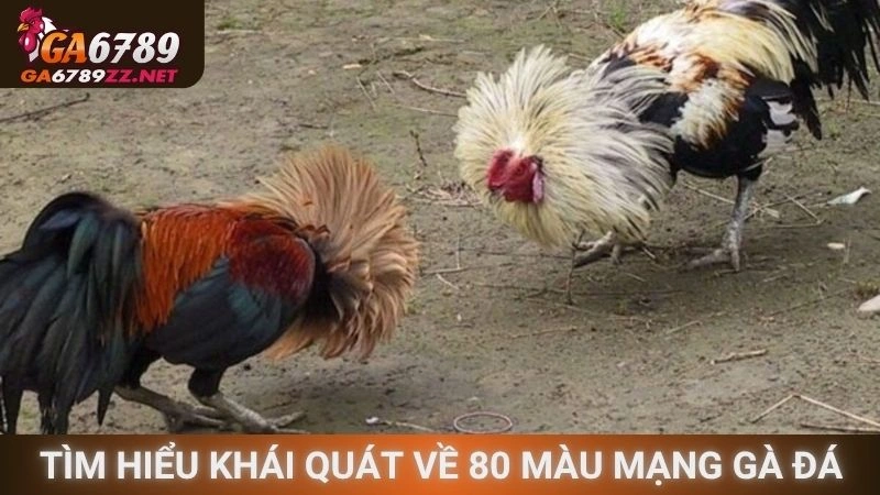 Tìm hiểu khái quát về 80 màu mạng gà đá