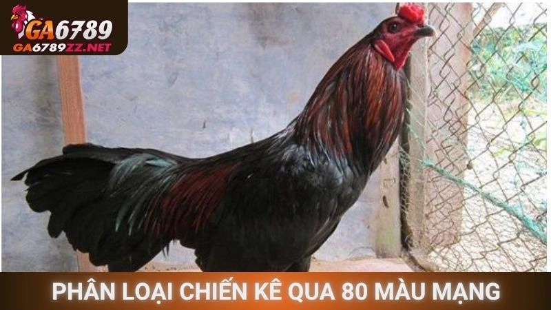 Phân loại chiến kê qua 80 màu mạng