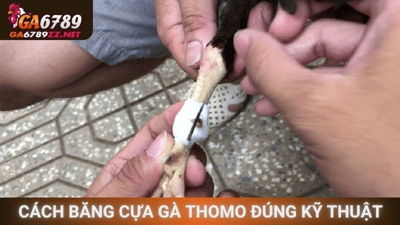 Hướng dẫn cách băng cựa gà Thomo đúng kỹ thuật