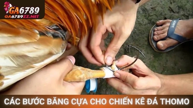 Các bước băng cựa cho chiến kê đá Thomo