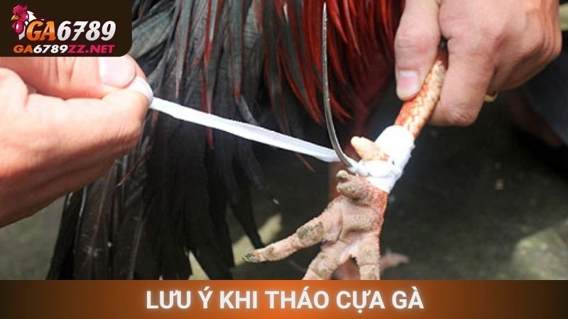 Lưu ý khi tháo cựa gà
