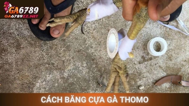 Cách Băng Cựa Gà Thomo