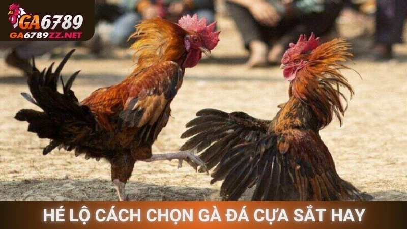 Hé lộ cách chọn gà đá cựa sắt hay