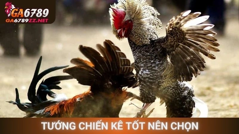 Tướng chiến kê tốt nên chọn