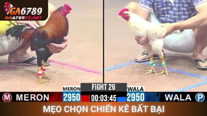 Mẹo chọn chiến kê bất bại
