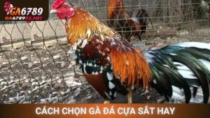 Cách Chọn Gà Đá Cựa Sắt Hay