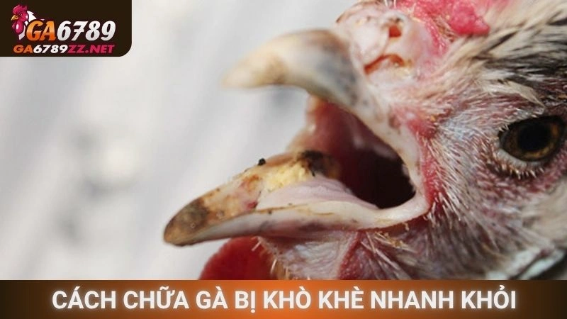 Tìm hiểu cách chữa gà bị khò khè nhanh khỏi