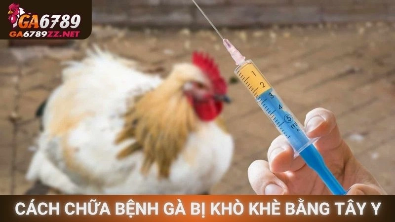 Cách chữa bệnh chiến kê bị khò khè bằng Tây y