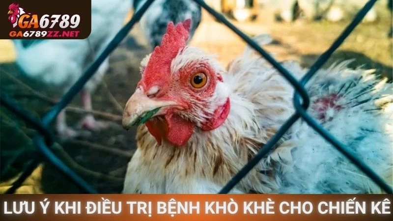 Lưu ý khi điều trị bệnh khò khè cho chiến kê