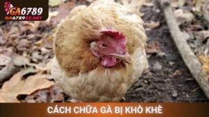 Cách Chữa Gà Bị Khò Khè