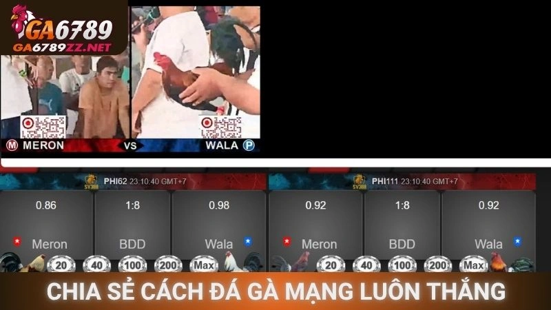 Chia sẻ cách đá gà mạng luôn thắng cực hay