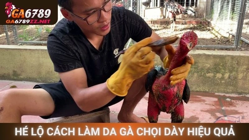Hé lộ cách làm da gà chọi dày hiệu quả