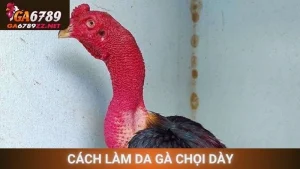 Cách Làm Da Gà Chọi Dày