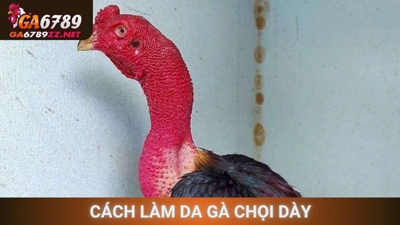 Cách Làm Da Gà Chọi Dày