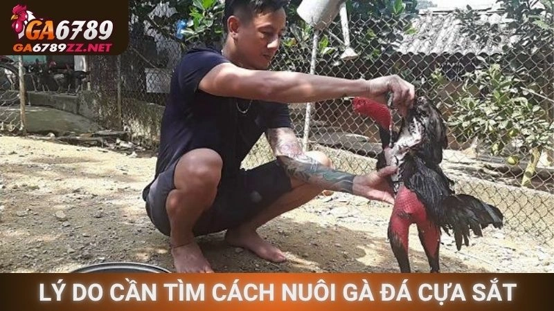 Lý do cần tìm cách nuôi gà đá cựa sắt