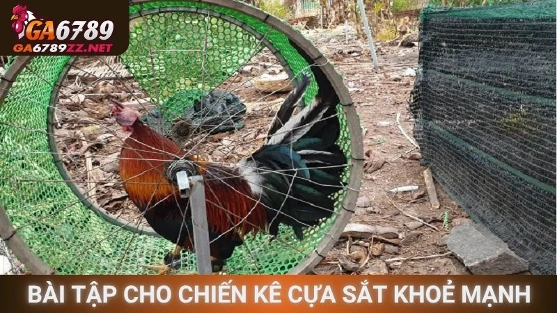 Bài tập cho chiến kê cựa sắt khoẻ mạnh