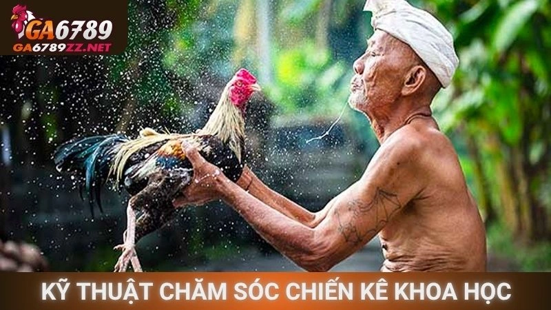 Kỹ thuật chăm sóc chiến kê định kỳ khoa học
