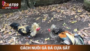 Cách Nuôi Gà Đá Cựa Sắt
