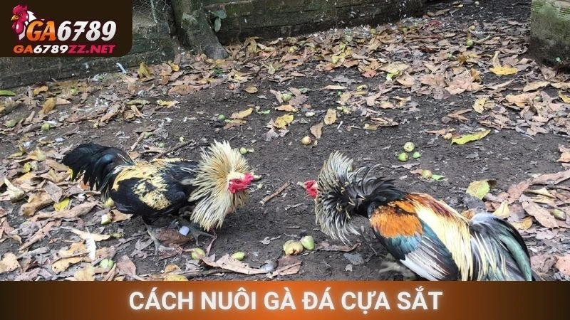 Cách Nuôi Gà Đá Cựa Sắt
