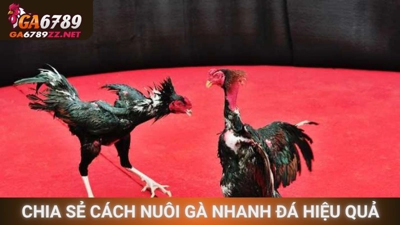 Chia sẻ cách nuôi gà nhanh đá hiệu quả