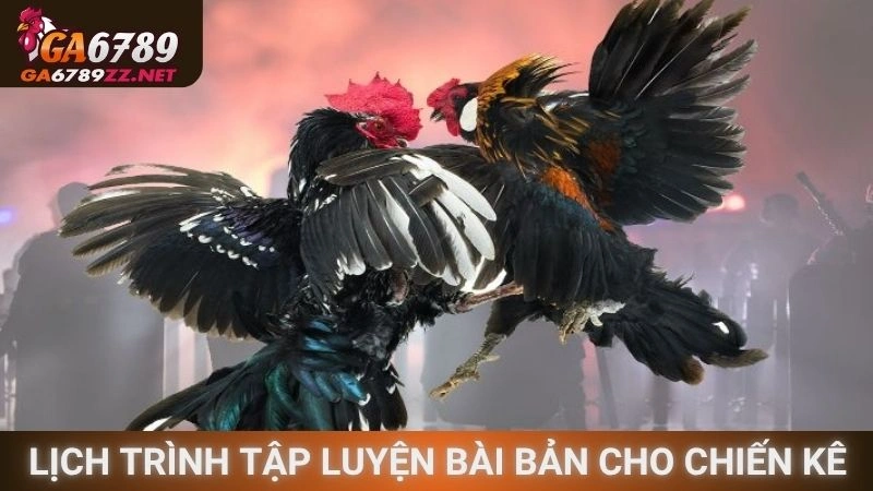 Lên lịch trình tập luyện bài bản cho chiến kê