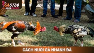 Cách Nuôi Gà Nhanh Đá