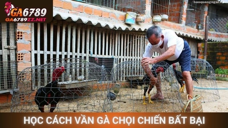 Học cách vần gà chọi chiến bất bại