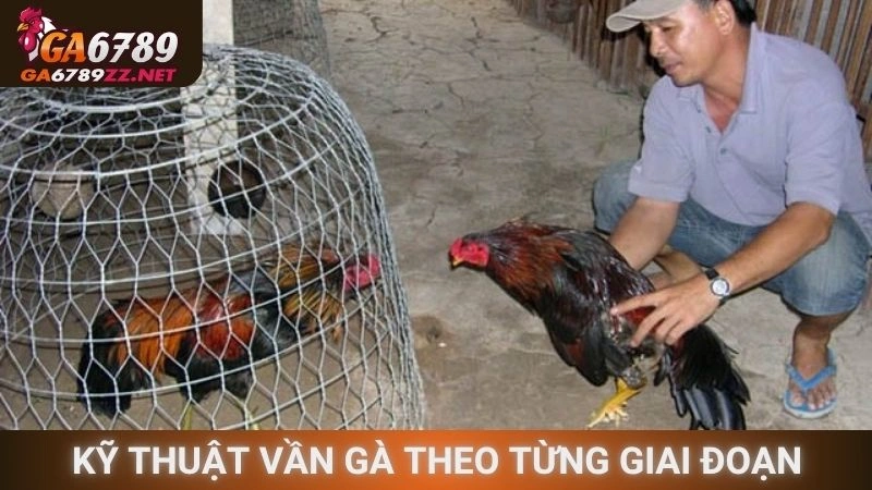 Kỹ thuật vần gà theo từng giai đoạn