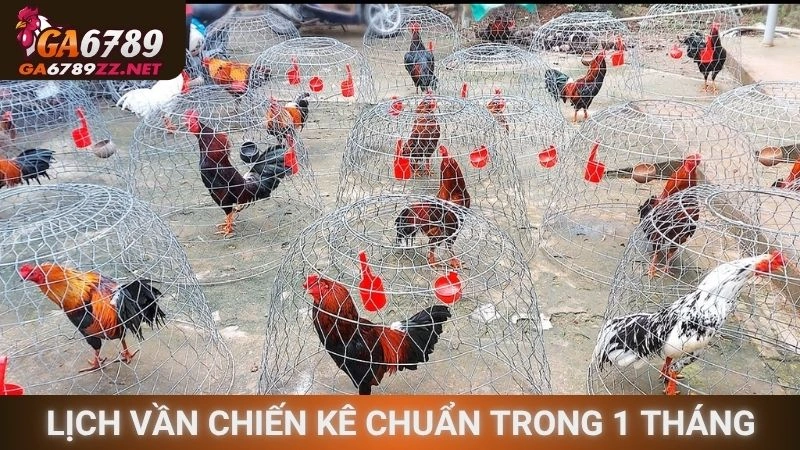 Lịch vần chiến kê chuẩn trong 1 tháng