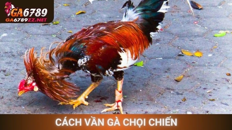 Cách Vần Gà Chọi Chiến