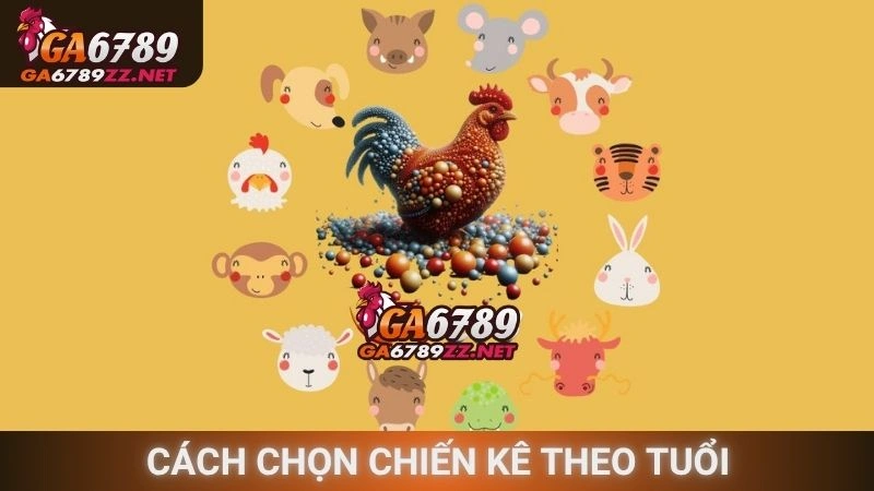 Cách chọn chiến kê theo tuổi