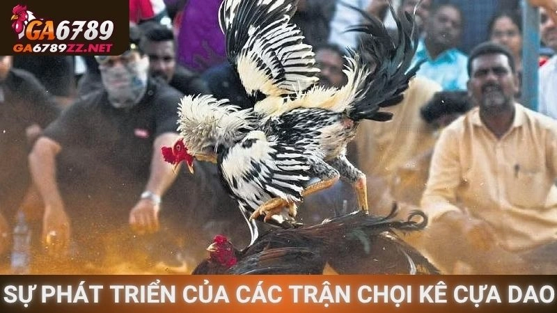 Sự phát triển của các trận chọi kê cựa dao