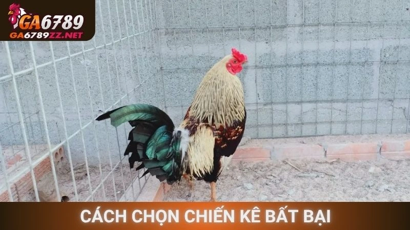 Cách chọn chiến kê bất bại