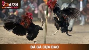 Đá Gà Cựa Dao