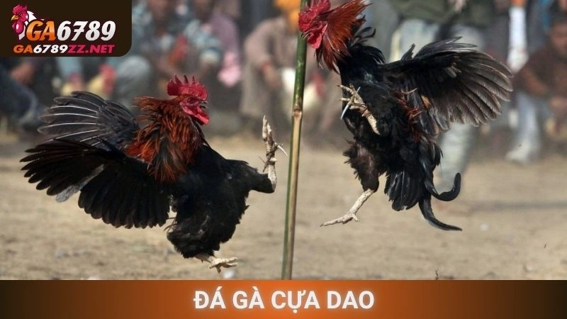 Đá Gà Cựa Dao