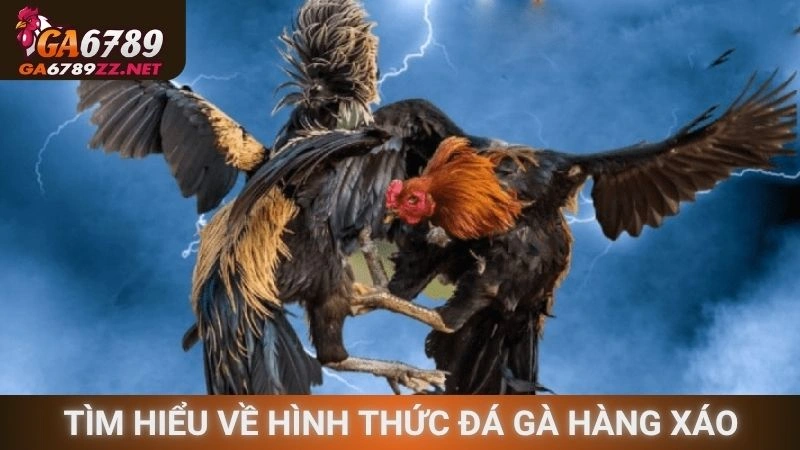 Tìm hiểu về hình thức đá gà hàng xáo