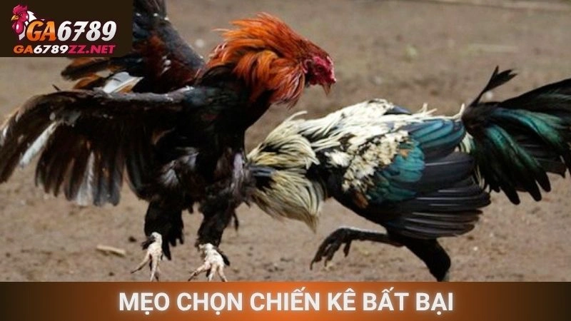 Mẹo chọn chiến kê bất bại