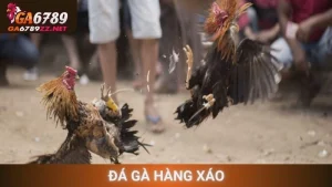 Đá Gà Hàng Xáo