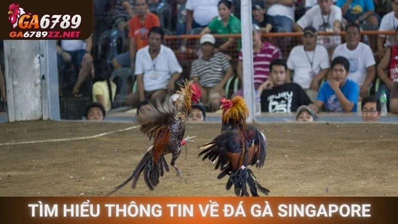 Tìm hiểu thông tin về đá gà Singapore