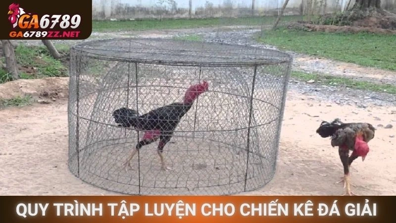 Quy trình tập luyện cho chiến kê đá giải Singapore