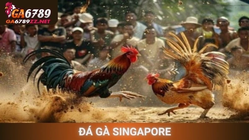 Đá Gà Singapore