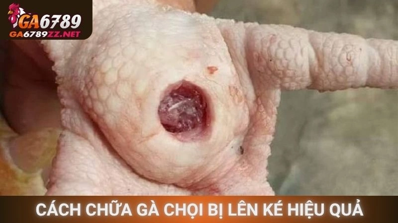 Cách chữa gà chọi bị lên ké hiệu quả