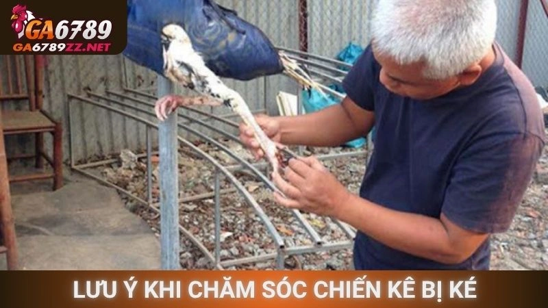 Lưu ý khi chăm sóc chiến kê bị ké