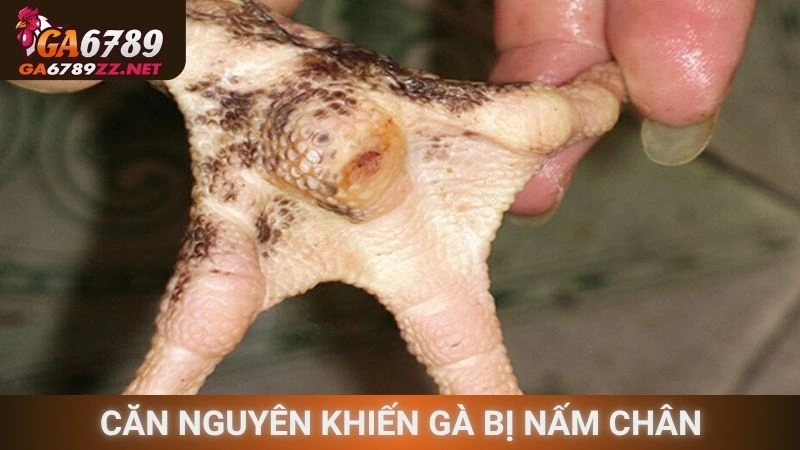 Căn nguyên khiến gà bị nấm chân phát triển