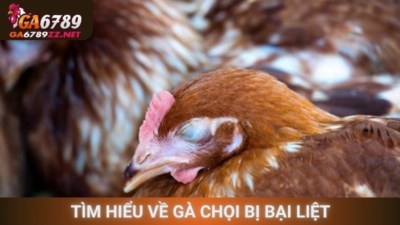 Tìm hiểu về gà chọi bị bại liệt
