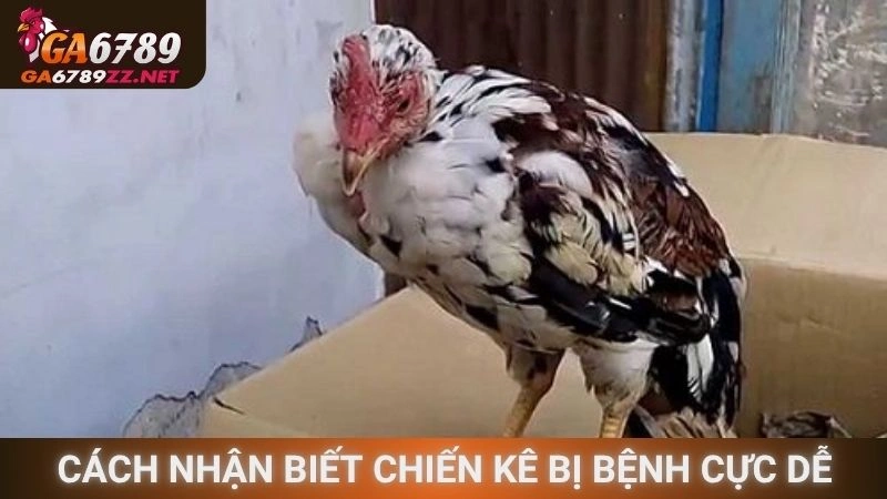 Cách nhận biết chiến kê bị bệnh cực dễ dàng