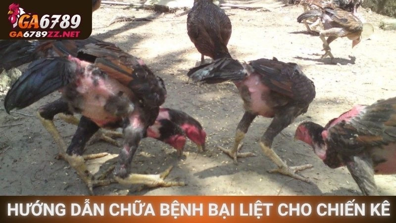 Hướng dẫn chữa bệnh bại liệt cho chiến kê