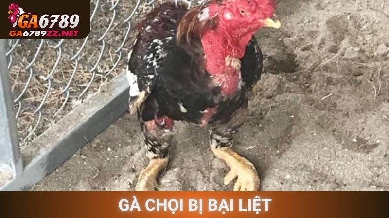 Gà Chọi Bị Bại Liệt