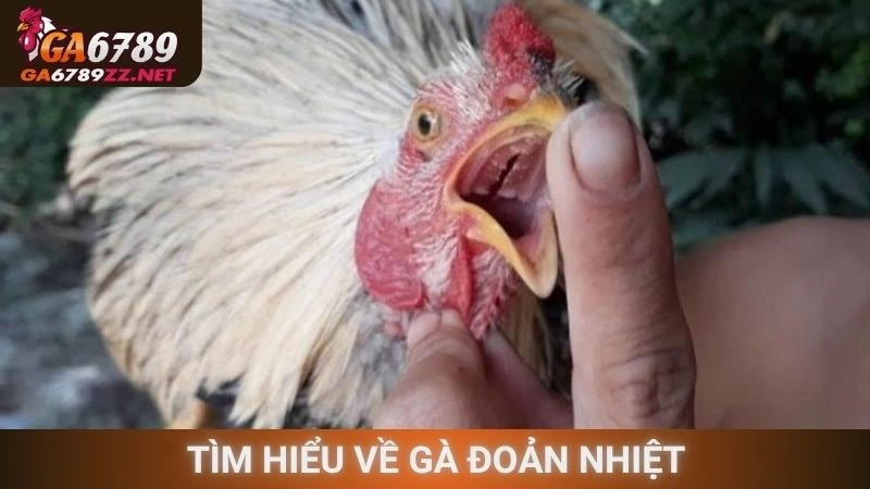 Tìm hiểu về gà đoản nhiệt