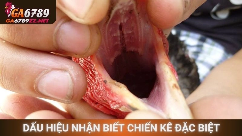 Dấu hiệu nhận biết chiến kê đặc biệt